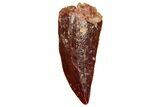 Raptor Tooth - Real Dinosaur Tooth #247050-1